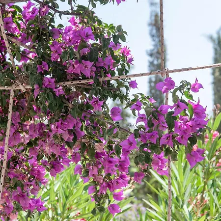 Retreats 5 Paros Isterni (Paros)